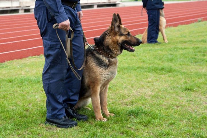 Maître-chien Basse-terre